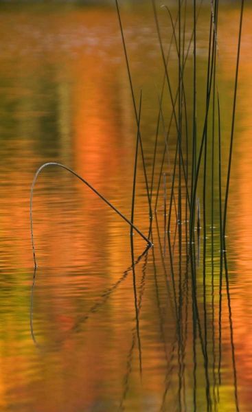 Michigan Reeds in autumn reflections in water